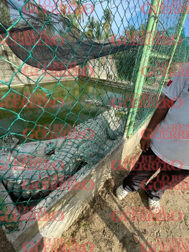 Escapan decenas de lagartos de supuesto cocodrilario clandestino  *Advierten que hay peligro para los habitantes aledaños.