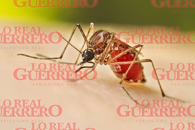 Supera 2024 cifra de casos de dengue del año pasado  *Según cifras federales van más de seis mil personas infectadas, casi mil más que el año pasado.