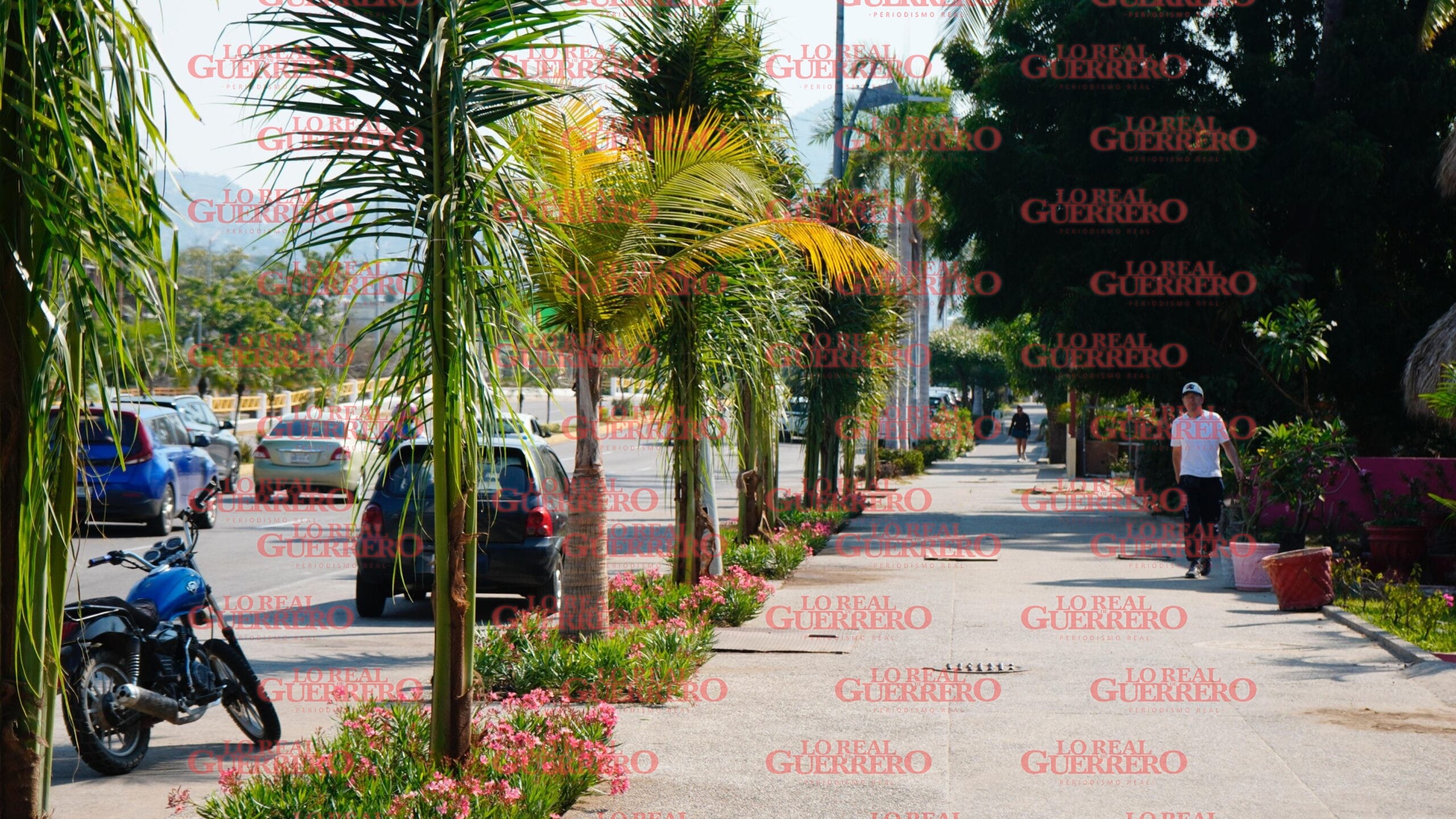 Reforestan banqueta de la costera Miguel Alemán  *Colocan plantas de ornato y palmeras afectadas por el huracán “Otis” en el 2023.