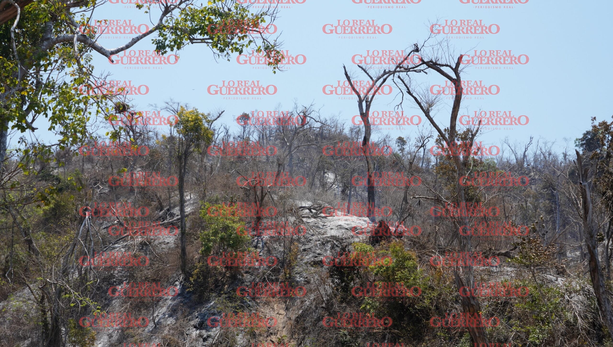 Incendio afecta alrededor de 3 hectáreas de zona forestal en Acapulco  *Autoridades reportan controlado al 100 por ciento el siniestro al mediodía de este viernes.
