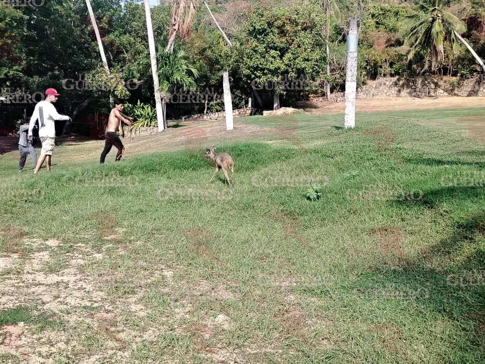 Capturan a un venado en zona de bares de la Condesa