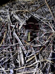 Hallan a dos hombres y una mujer maniatados y ejecutados a orilla de la carretera Iguala–Teloloapan