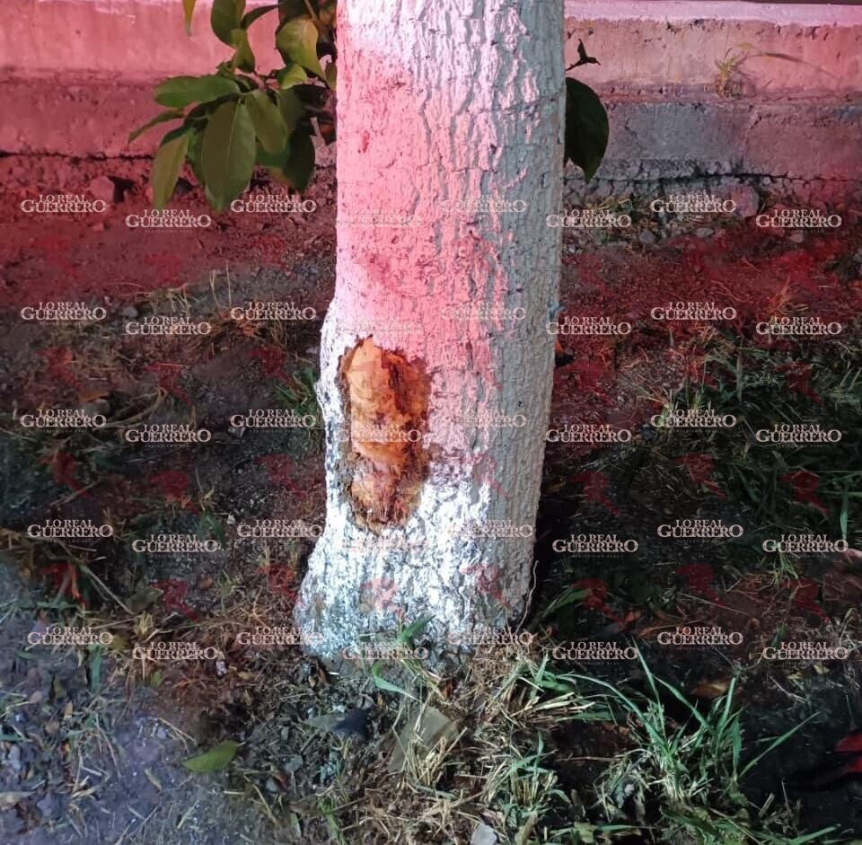 Motociclista de Rappi muere tras chocar contra un árbol al sur de Chilpancingo